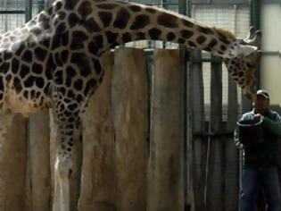 Φωτογραφία για Τα ζώα στο Αττικό Ζωολογικό Πάρκο κινδυνεύουν από ασιτία, εξαιτίας των capital controls