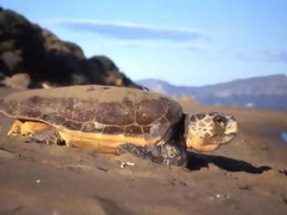 Φωτογραφία για Τα πρώτα χελωνάκια Καρέτα-Καρέτα το 2015 στη παραλία Καλαμακίου στο δήμο Φαιστού