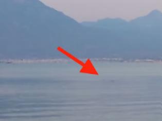 Φωτογραφία για Πανικό προκαλεί καρχαρίας 2μιση μέτρων σε παραλία της Κορίνθου - To βίντεο που κόβει την ανάσα