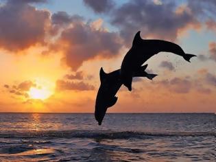 Φωτογραφία για ΑΠΙΣΤΕΥΤΟ: ΔΕΙΤΕ σε ποιό μέρος της Ελλάδας  εμφανίστηκαν δελφίνια και φάλαινες