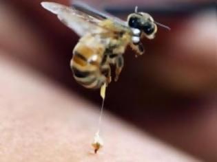 Φωτογραφία για Τα σωστά βήματα σε περίπτωση τσιμπήματος από μέλισσα ή σφήκα