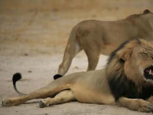 Φωτογραφία για Διεθνής κατακραυγή για τη δολοφονία του πιο διάσημου λιονταριού