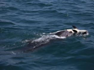 Φωτογραφία για ΣΠΑΡΑΚΤΙΚΗ σκηνή: Όταν ένα δελφίνι θρηνεί το νεκρό παιδί του... [video]