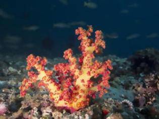 Φωτογραφία για Συνθετικά κοράλλια για τον καθαρισμό των ωκεανών