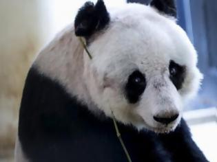 Φωτογραφία για Νέο ρεκόρ Guinness για το γηραιότερο panda του κόσμου