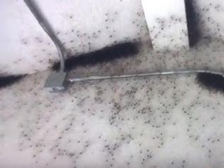 Φωτογραφία για Ό,τι πιο αηδιαστικό έχετε δει: Μια αποθήκη γεμάτη εκατομμύρια αράχνες... [video]