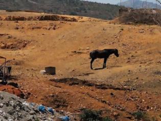 Φωτογραφία για Κατάσχεσαν τα ιπποειδή και απελευθέρωσαν τα αγριοπούλια που βασάνιζε κτηνοτρόφος στην Χίο