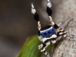 Φωτογραφία για Αράχνη-χορευτής δείχνει τις κινήσεις του στο θηλυκό [video]