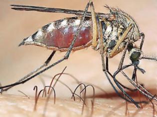 Φωτογραφία για Κύπριος επιστήμονας ανακάλυψε νέα θεραπεία κατά της ελονοσίας...