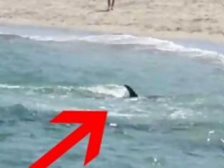 Φωτογραφία για Το πιο «σατανικό» δελφίνι του κόσμου που επιτίθεται σε κολυμβητές [video]