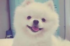 Ένα κουτάβι τρελαίνει το διαδίκτυο με το φτέρνισμα του!