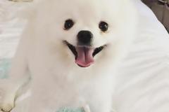 Το διαδίκτυο ''έλιωσε'' με το φτέρνισμα αυτού του κουταβιού - Εκατομμύρια views σε λίγες μέρες [video]