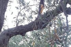 14 μύθοι και αλήθειες για το ελαιόλαδο