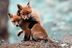 Πάτρα: Εικόνες φρίκης στην Οβρυά - Κακοποίησαν μέχρι θανάτου αλεπουδάκια και τα κρέμασαν στο...φράχτη