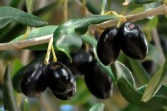 Τι παράγει η Ηλεία: 