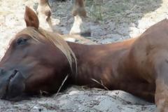 Αναβλήθηκε η δίκη για κακοποίηση αλόγων και γαϊδουριών