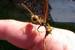 Ξέχνα τις κατσάριδες και τις σαραντραποδαρούσες - Αυτό το έντομο θα σκορπίσει τον τρόμο [video]