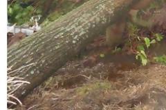 Ξηλώθηκαν στέγες, ξεριζώθηκαν δέντρα - Τρελάθηκε ο καιρός Αυγουστιάτικα