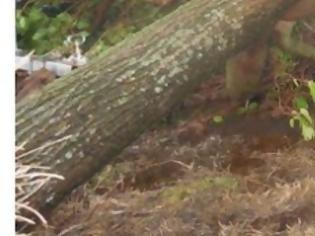Φωτογραφία για Ξηλώθηκαν στέγες, ξεριζώθηκαν δέντρα - Τρελάθηκε ο καιρός Αυγουστιάτικα