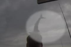 Καρχαρίας πηδά έξω απ'το νερό, μπροστά στα έντρομα μάτια του ψαρά [video]