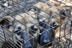 Μαζεύουν αδέσποτα από την Πάτρα και τα στέλνουν στη Γερμανία - Περίπου 500 ευρώ η τιμή κάθε σκυλιού