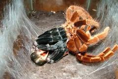 OMG! Η μεγαλύτερη αράχνη στον κόσμο... [Photos]