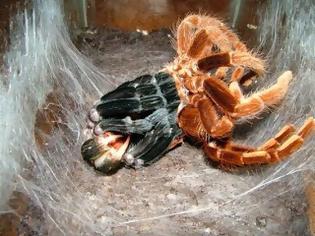 Φωτογραφία για OMG! Η μεγαλύτερη αράχνη στον κόσμο... [Photos]