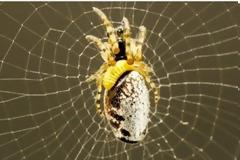 ΑΠΙΣΤΕΥΤΟ: Διαβολική σφήκα υποχρεώνει αράχνες να της πλέκουν... ζιπουνάκια