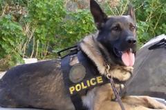 O Σκύλος «ξετρύπωσε» τους εμπόρους ναρκωτικών