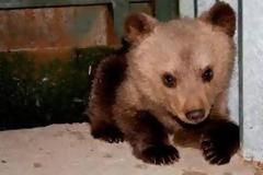 Οικονομική βοήθεια για την αποκατάσταση του μικρού Ούσκο ζητά ο Αρκτούρος