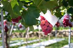 Έδωσε 8.200 δολάρια για να αγοράσει ένα τσαμπί σταφύλι