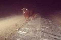 Η καταστροφική «συνάντηση» ενός ταύρου με ένα αυτοκίνητο [photo]