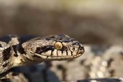 Τα ακίνδυνα φιδάκια της Κεφαλονιάς δεν έχουν γλώσσα με σχήμα σταυρού…