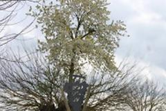 ΑΥΤΟ είναι το πιο παράξενο  δέντρο...