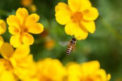 Τσίμπημα από μέλισσα: Πόσο γρήγορα πρέπει να αφαιρείται το κεντρί