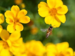 Φωτογραφία για Τσίμπημα από μέλισσα: Πόσο γρήγορα πρέπει να αφαιρείται το κεντρί