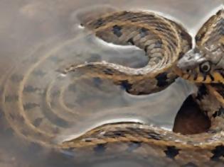 Φωτογραφία για Τα φίδια της Κύπρου - Οι καλοκαιρινοί «επισκέπτες»