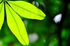 Τα φυτά “μιλάνε” όπως τα ζώα όταν δέχονται πιέσεις