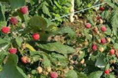 6914 - Τα πρώτα σμέουρα ωρίμασαν στο Ι. Κελλί της Πατερίτσας!