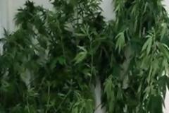 Σύλληψη για ναρκωτικά στην περιοχή Καμμένων Βούρλων - Αγίου Κωνσταντίνου