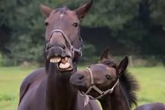 Τα άλογα και οι άνθρωποι έχουν κοινές εκφράσεις προσώπου