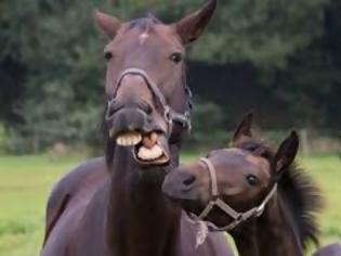 Φωτογραφία για Τα άλογα και οι άνθρωποι έχουν κοινές εκφράσεις προσώπου