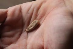 ΑΠΙΣΤΕΥΤΟ: Βρέθηκε ανθρώπινο δόντι ηλικίας 560.000 ετών