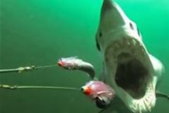 Το βίντεο-εφιάλτης που έγινε viral - Καρέ καρέ πώς είναι να σε κυνηγά και να σε τρώει καρχαρίας [video]