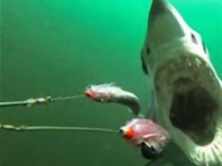 Φωτογραφία για Το βίντεο-εφιάλτης που έγινε viral - Καρέ καρέ πώς είναι να σε κυνηγά και να σε τρώει καρχαρίας [video]