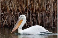 ΓΙΑΝΝΕΝΑ: Νεκρός αργυροπελεκάνος στο νησάκι της λίμνης,από ηλεκτροπληξία!