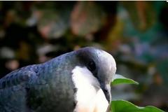 ΔΕΙΤΕ το παράξενο περιστέρι που… αιμορραγεί στην καρδιά! [photos]