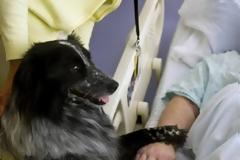 Tα σκυλιά μπορούν να διαγνώσουν τον καρκίνο