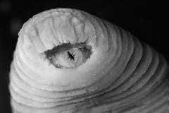 10 καινούργια παράξενα ζώα που ανακαλύφθηκαν από το 2010 έως σήμερα! [photos]