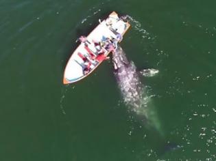 Φωτογραφία για Ήλπιζαν να συναντήσουν μια φάλαινα, αλλά να ζήσουν κάτι ΤΕΤΟΙΟ ούτε στα πιο τρελά όνειρα τους... [video]